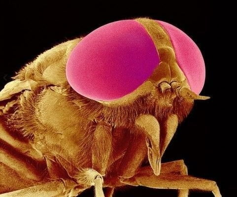 تحت الميكروسكوب : شاهد عالم الحشرات كما لم تراه من قبل !