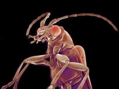 تحت الميكروسكوب : شاهد عالم الحشرات كما لم تراه من قبل ! 22