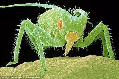 تحت الميكروسكوب : شاهد عالم الحشرات كما لم تراه من قبل ! 28