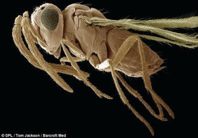 تحت الميكروسكوب : شاهد عالم الحشرات كما لم تراه من قبل ! 32