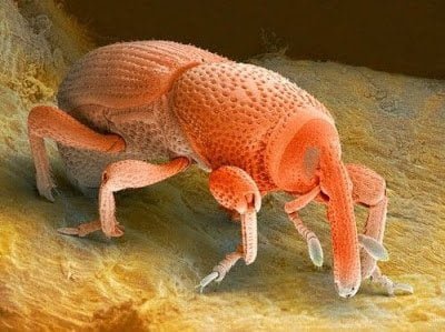 تحت الميكروسكوب : شاهد عالم الحشرات كما لم تراه من قبل ! 34