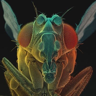 تحت الميكروسكوب : شاهد عالم الحشرات كما لم تراه من قبل ! 36