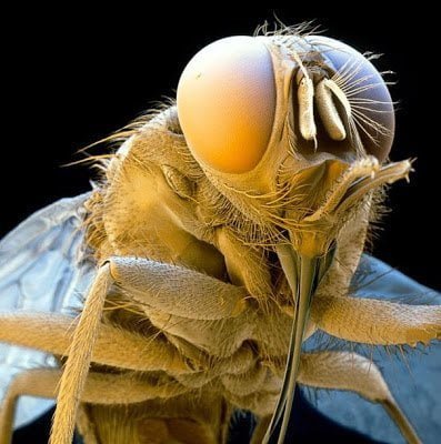 تحت الميكروسكوب : شاهد عالم الحشرات كما لم تراه من قبل ! 4