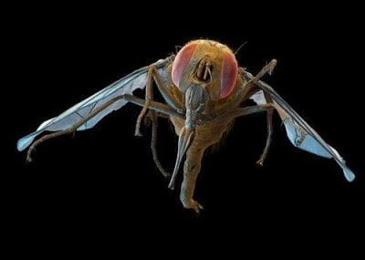 تحت الميكروسكوب : شاهد عالم الحشرات كما لم تراه من قبل ! 38
