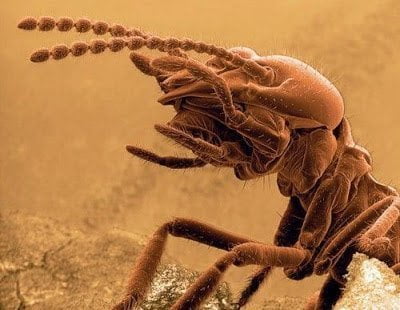 تحت الميكروسكوب : شاهد عالم الحشرات كما لم تراه من قبل ! 42