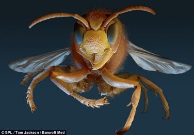 تحت الميكروسكوب : شاهد عالم الحشرات كما لم تراه من قبل ! 6