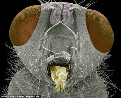 تحت الميكروسكوب : شاهد عالم الحشرات كما لم تراه من قبل ! 10
