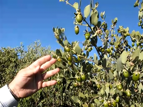 فوائد نبات الجوجوبا الذهب الأخضر - Jojoba tree 10