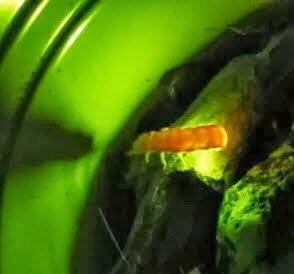 الديدان المضيئة Glow Worms