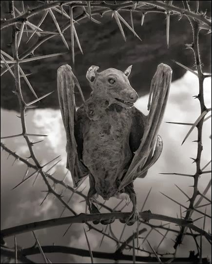 Natron lake calcified bat