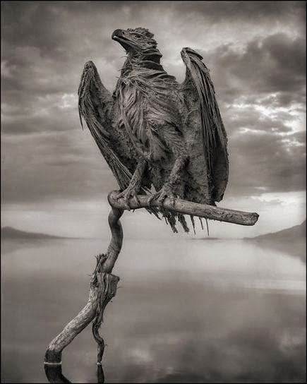 Natron lake calcified eagle