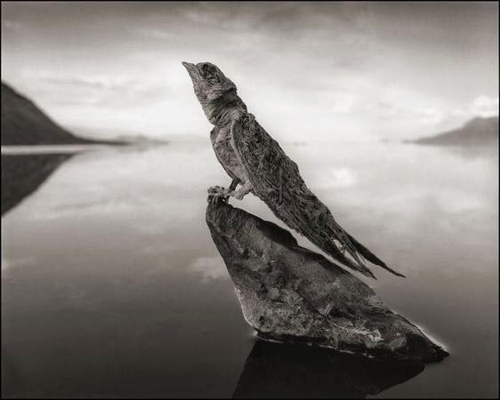 Natron lake calcified swallow