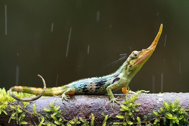 pinocchio lizard