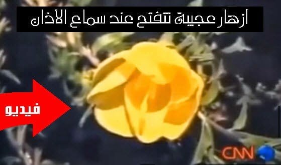 أزهار الأذان : شاهد تقرير CNN عن أزهار عجيبة تتفتح عند سماع الأذان ! 6