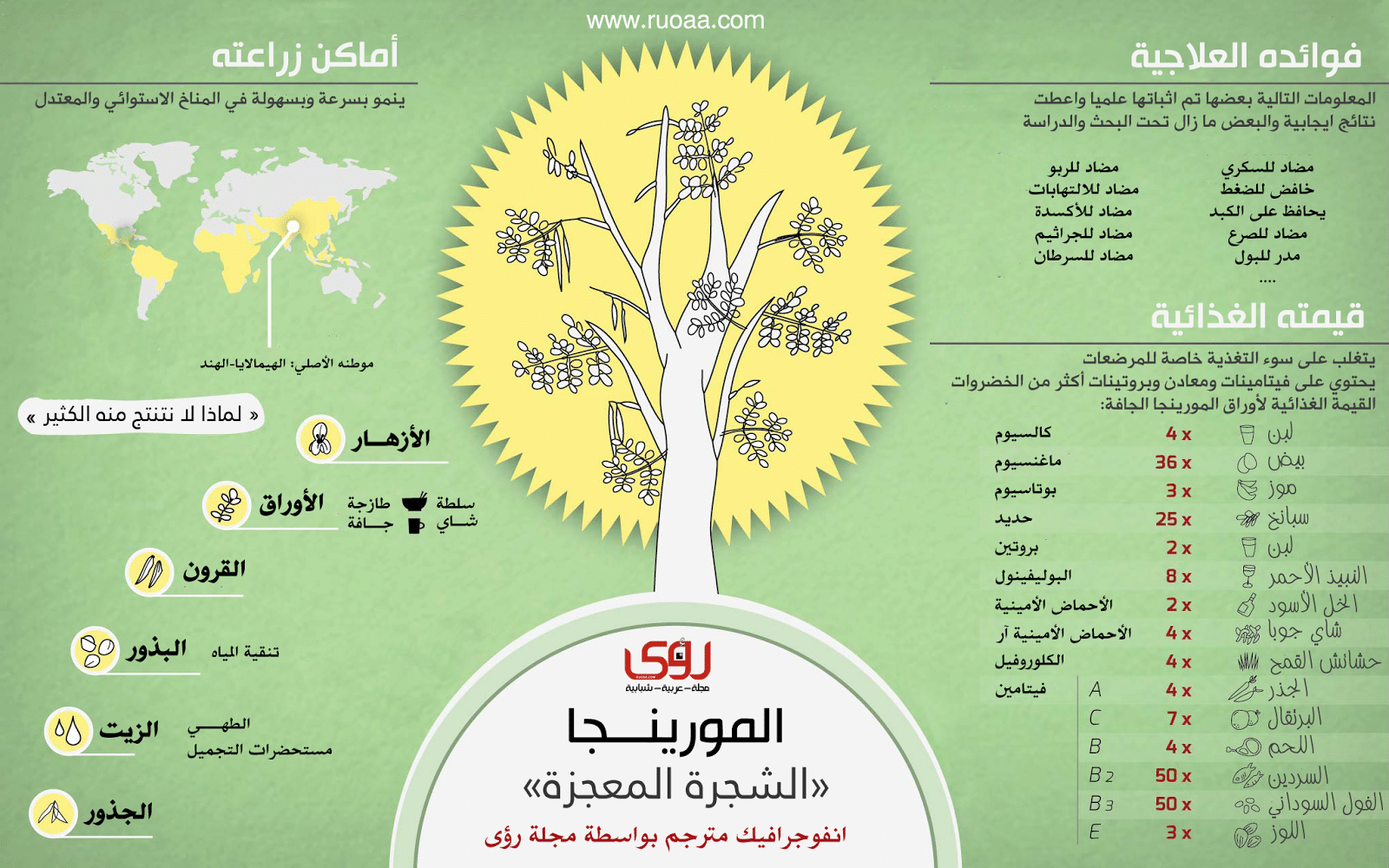 إنفوجرافيك : فوائد شجرة المورينجا - الشجرة المعجزة 8