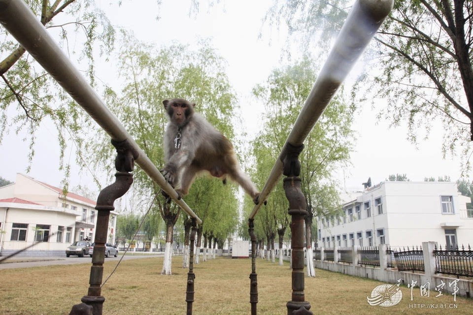 chinese-air-force-monkeys