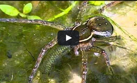 فيديو : عناكب مفترسة بإمكانها اصطياد أسماك أكبر منها و التغذي عليها 2