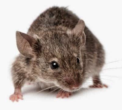 7 طرق للتخلص من الفئران وطردها من المنزل والحديقة
