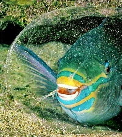 من عجائب المخلوقات : سمكة الببغاء الملكة 22