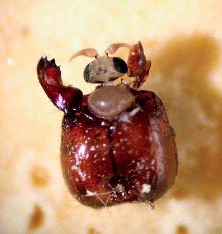 النمل الناري آكل اللحوم الذي تقتله ذبابة بضربة واحدة !