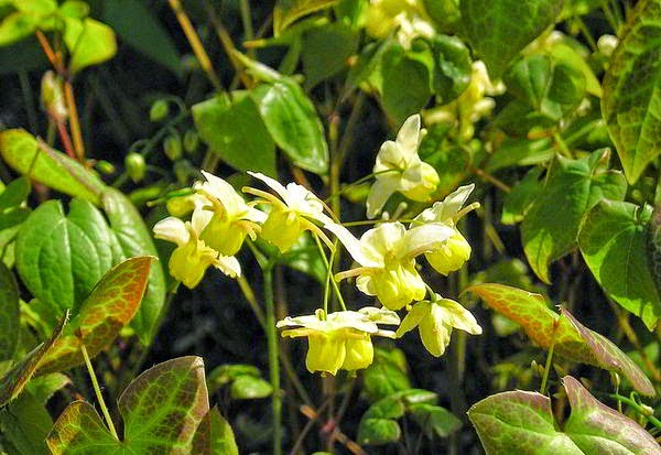 عشبة العنزة - (Horny Goat Weed (Epimedium  