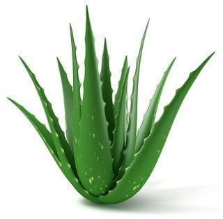 فوائد ومخاطر نبات صبار الألوفيرا ( Aloe Vera )