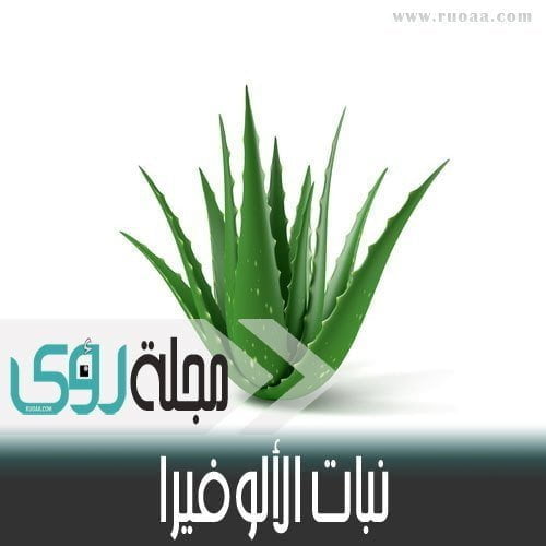 فوائد ومخاطر نبات صبار الألوفيرا ( Aloe Vera ) 25