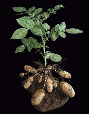 7 طرق لزراعة البطاطس (البطاطا) بنفسك في منزلك 4