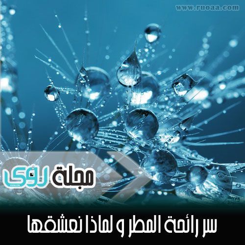 رائحة البتريكور