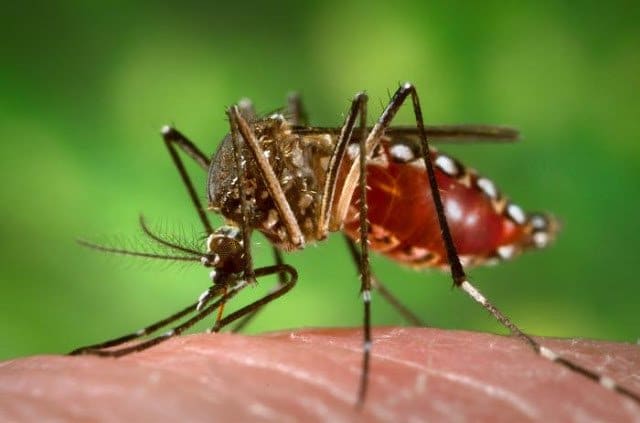 تعرف على فيروس زيكا Zika Virus وكيف تقي نفسك منه 2