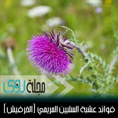 فوائد عشبة السلبين المريمي ( الخرفيش )