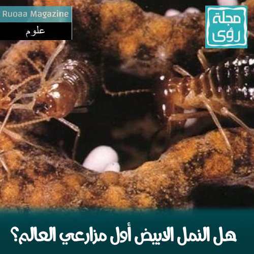هل النمل الابيض أول مزارعي العالم؟