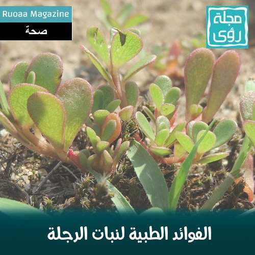 فوائد الرجلة ( البقلة ) الطبية و العلاجية Purslane benefits 36