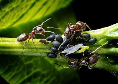بالصور و الفيديو : سر العلاقة الغريبة بين النمل و حشرة المن 6