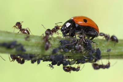 بالصور و الفيديو : سر العلاقة الغريبة بين النمل و حشرة المن 8