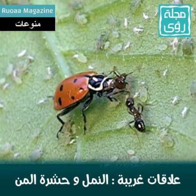 بالصور و الفيديو : سر العلاقة الغريبة بين النمل و حشرة المن