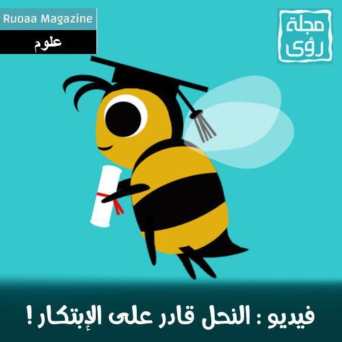 فيديو : النحل قادر على التفكير و الإبتكار !!