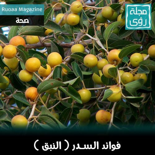 فوائد السدر النبق العناب مجلة رؤى