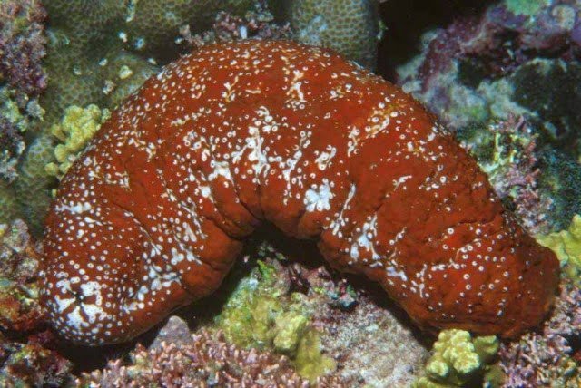 3-الأمواج الحمراء Actinopyga mauritiana )
