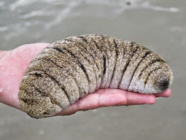 7-الخيار الرمادي Holothuria scabra )