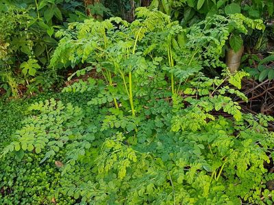 فوائد شجرة المورينجا Moringa Oleifera مجلة رؤى