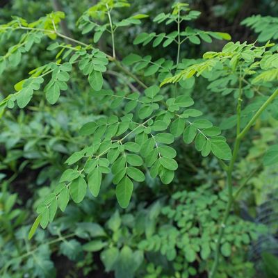 فوائد شجرة المورينجا Moringa Oleifera مجلة رؤى