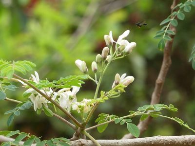 فوائد شجرة المورينجا Moringa Oleifera مجلة رؤى