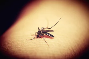 ruoaa_mosquitoes