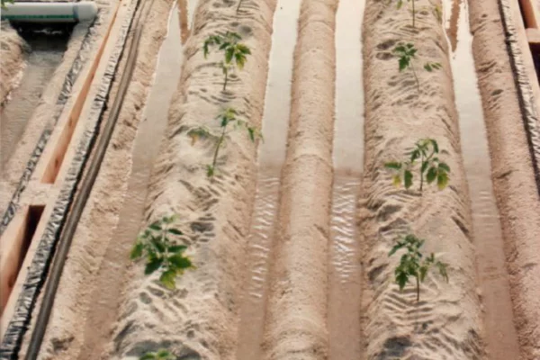الساندبونيك Sandponics : الزراعة في الرمال !