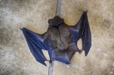 سر الخفافيش : لماذا تحمل الخفافيش أشد الأوبئة فتكاً ؟ 2