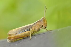 grasshopper-insect