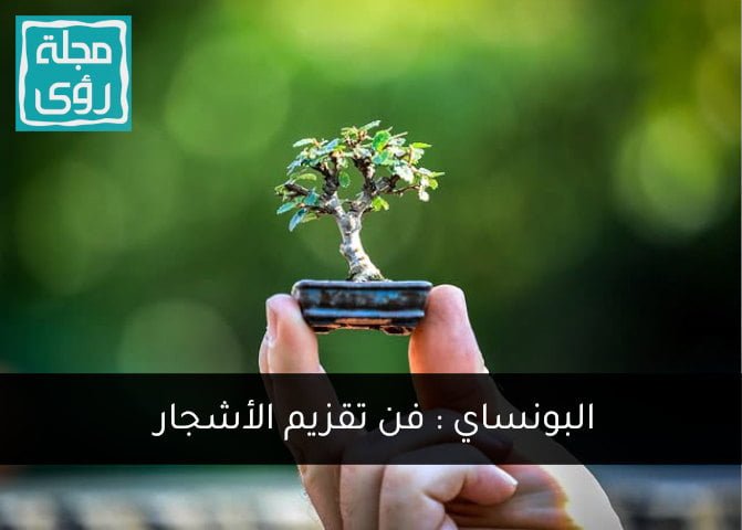 البونساي: فن تقزيم الأشجار 6