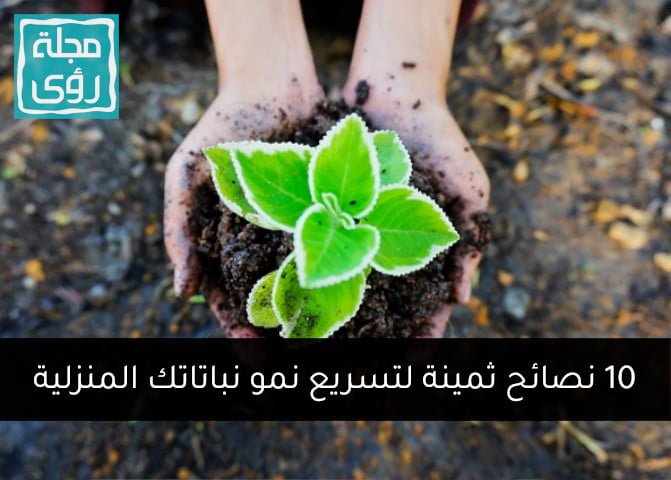 تسريع نمو النباتات المنزلية