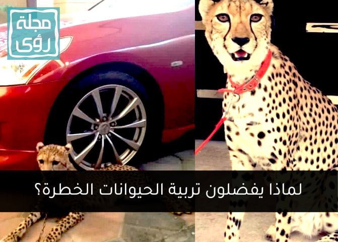 لماذا يفضل بعض الناس تربية الحيوانات الخطرة؟ 7